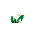 LEGO Botanicals 11504 Fredslilja